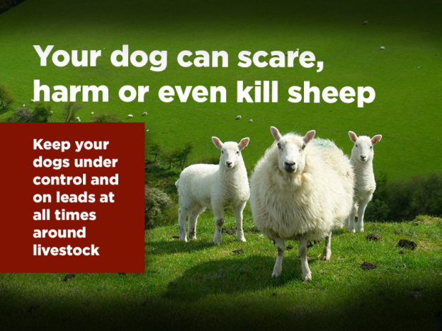 Keep control of your dog near livestock!