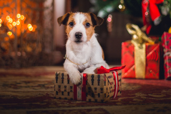 Thinking of a pet this Christmas?