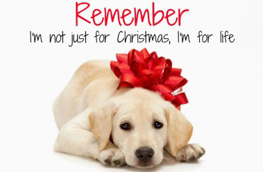 Council urges caution over dogs as gifts this Christmas