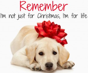 Should you get a dog for Christmas?