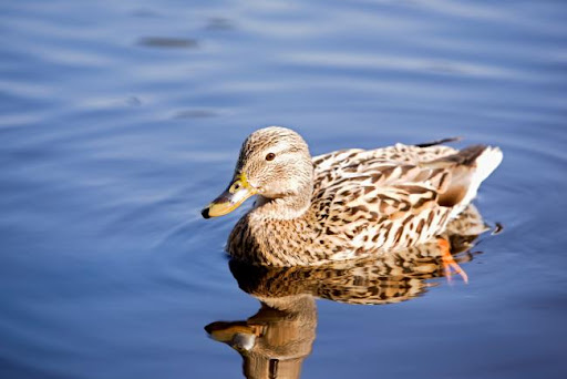 LCCC Statement: Avian Influenza